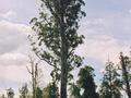 &nbsp;

El Grande to jeden z najwyższych eukaliptusów królewskich na Tasmanii.
Autor: TTaylor, źródło:
http://en.wikipedia.org/wiki/File:Tasmania_logging_08_Mighty_tree.jpg, dostęp: 2 kwietnia 2014.


